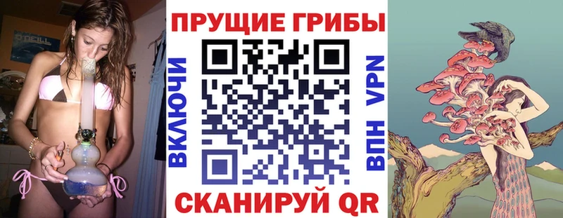 Галлюциногенные грибы Psilocybine cubensis  Тверь 